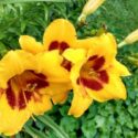Lilies