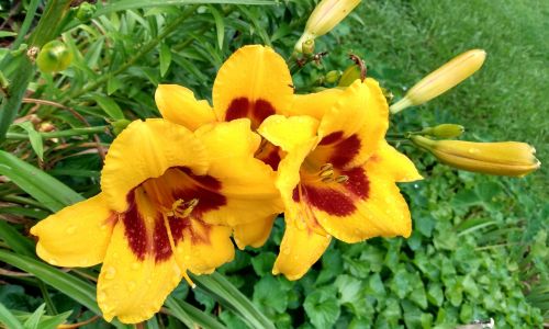 Lilies