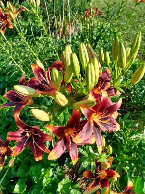 Lilies