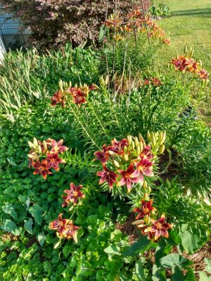 Lilies