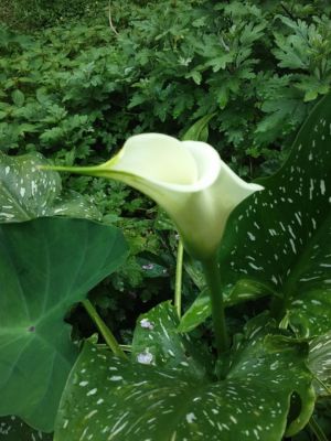Lilies