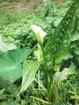 Lilies