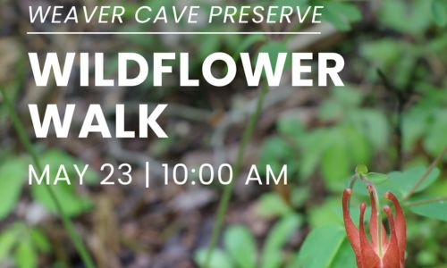 Wildflower Walk at Weaver Cave Preserve!