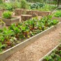 Community Supported Agriculture