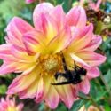 Dahlia Tips