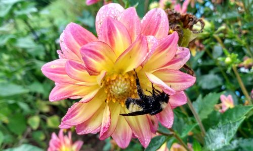 Dahlia Tips