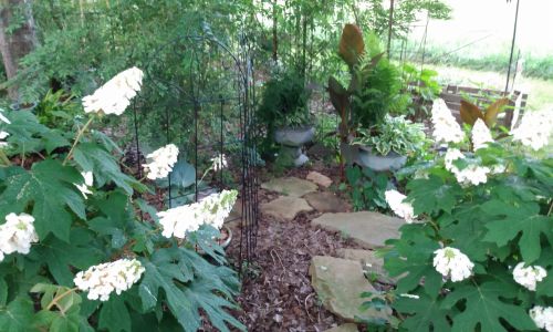 Shrubs & Grasses In Landscapes