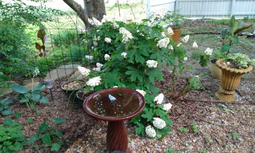 Shrubs & Grasses In Landscapes