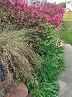 Shrubs & Grasses In Landscapes