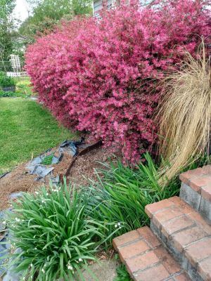 Shrubs & Grasses In Landscapes