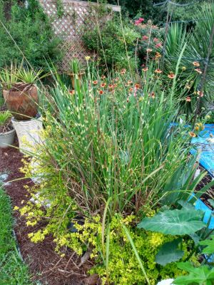Shrubs & Grasses In Landscapes