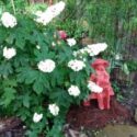 The Joy Of A Shade Garden