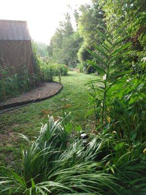 The Joy Of A Shade Garden