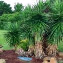 YUCCA