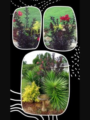 YUCCA