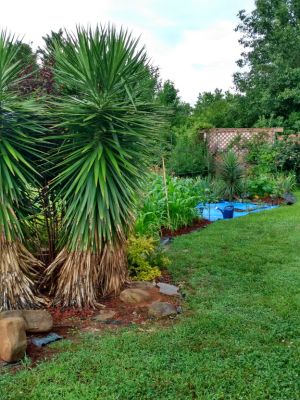 YUCCA