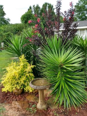 YUCCA