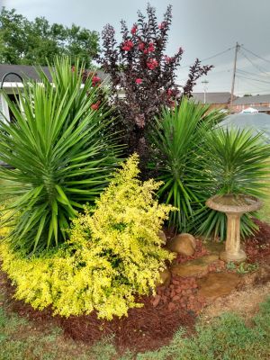 YUCCA