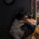 Dogs and Fireworks