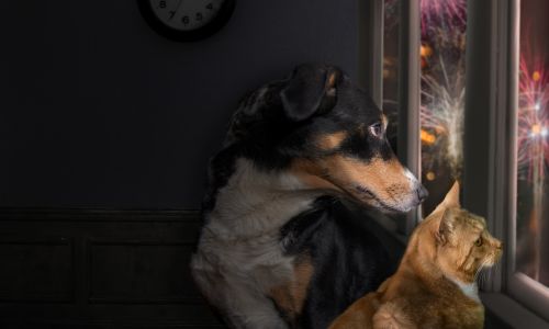 Dogs and Fireworks