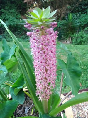 Rustic Country Cottage Garden Themes
