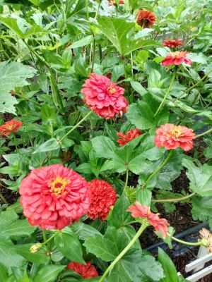 Rustic Country Cottage Garden Themes