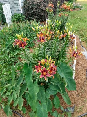 Rustic Country Cottage Garden Themes