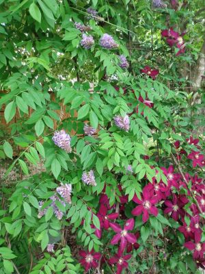 Rustic Country Cottage Garden Themes