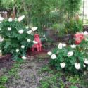 Rustic Country Cottage Garden Themes