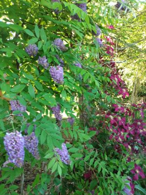 Rustic Country Cottage Garden Themes