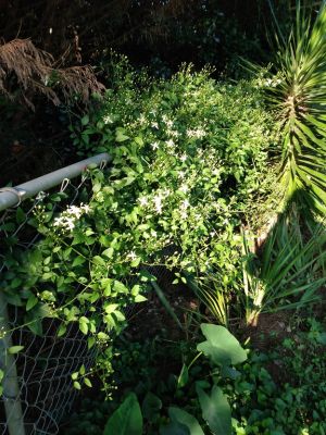 Rustic Country Cottage Garden Themes