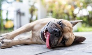 Summer Heat Safety