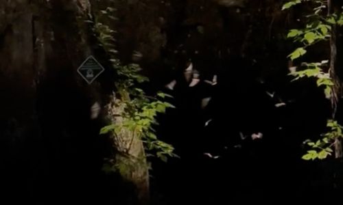 Wing Night at Weaver Cave Preserve
