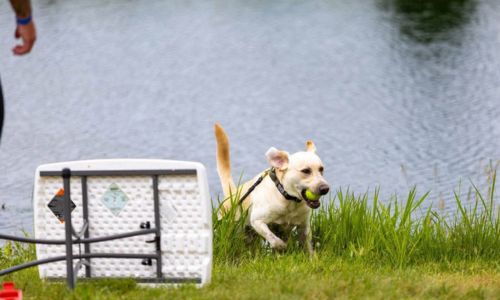 K-9 Olympics