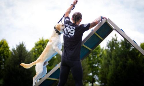 K-9 Olympics