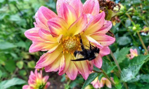 Pollinator Plants