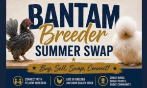 bantam breeder Summer Swap & Sale