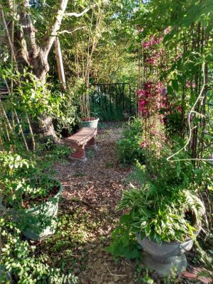 Garden Landscaping With Two 100 Year Old Maple Trees-13