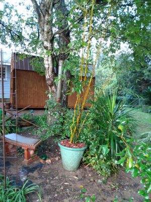 Garden Landscaping With Two 100 Year Old Maple Trees-8