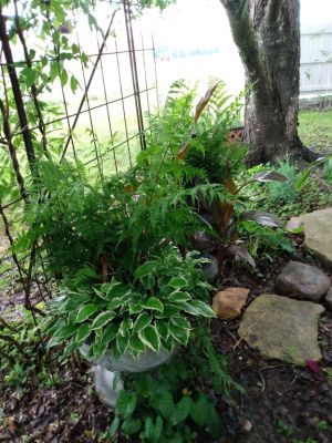 Garden Landscaping With Two 100 Year Old Maple Trees-9