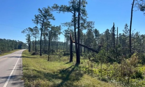 Alabama Forestry Commission Estimates $33.5 Million In Timber Damage Caused by Hurricane Isaias