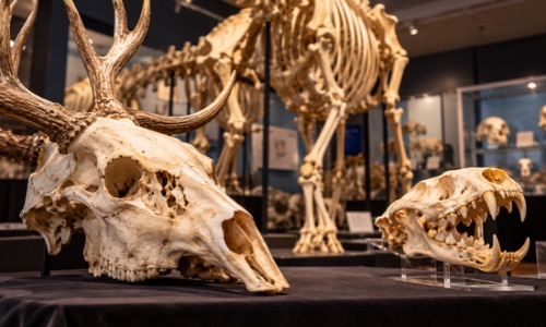 Skulls and Skeletons