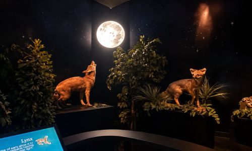 museum after dark